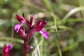 Flower of a butterfly orchid Anacamptis papilionacea