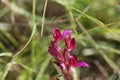 Flower of a butterfly orchid Anacamptis papilionacea