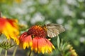 A butterfly sits on a bright flower in clear sunny weather. Royalty Free Stock Photo