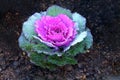 Flower Cabbage