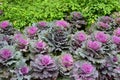 Flower cabbage in a flower bed - many purple and green flowers