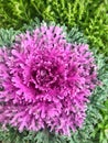 Flower cabbage