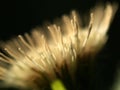 Flower Cabbage Thistle