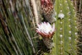 Flower on a cactus