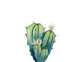 Flower cactus. Botanical art. Desert plant. Cute leaf detail. Watercolour illustration isolated on white background. Royalty Free Stock Photo