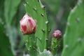 Flower on a cactus, grown up automatically in natural ecosystem