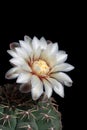 Flower of cactus gymnocalycium quehlianum copy space