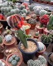 flower of cactus in market
