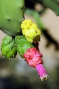 Flower of the cactus Opuntia cochenillifera