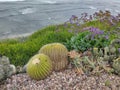 Flower and Cactus By the Pacific Ocean Royalty Free Stock Photo