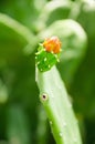 The flower of cactus peak under the sunshine. Royalty Free Stock Photo