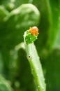 The flower of cactus peak under the sunshine. Royalty Free Stock Photo