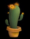 Flower cactus in a pot