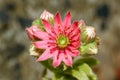 A flower of cactus (Sempervivum arachnoideum L.)