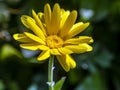 flower Calendula illuminated by the morning sun Royalty Free Stock Photo