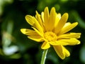 flower Calendula illuminated by the morning sun Royalty Free Stock Photo