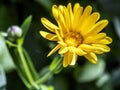 flower Calendula illuminated by the morning sun Royalty Free Stock Photo