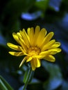 flower Calendula illuminated by the morning sun Royalty Free Stock Photo