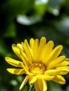 flower Calendula illuminated by the morning sun Royalty Free Stock Photo