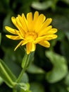 flower Calendula illuminated by the morning sun Royalty Free Stock Photo