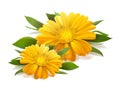 Flower of calendula on white background