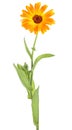 Flower of calendula Isolated on white background. Beautiful blossoming yellow marigold. Calendula officinalis Royalty Free Stock Photo