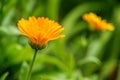 Flower calendula officinalis in blooming on meadow