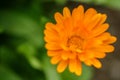 Flower calendula officinalis in blooming on meadow