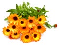 Flower of calendula officinalis bouquet with leaves isolated on white background Royalty Free Stock Photo