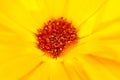 Flower Calendula Calendula officinalis, pot, garden or English marigold on blurred background. Calendula on the sunny summer day. Royalty Free Stock Photo