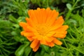 Flower calendula officinalis, pot, garden or English marigold on blurred green background. Calendula on the sunny summer day. Royalty Free Stock Photo