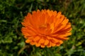 Flower calendula officinalis, pot, garden or English marigold on blurred green background. Calendula on the sunny summer day. Royalty Free Stock Photo