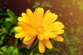 Flower calendula officinalis, pot, garden or English marigold on blurred green background. Calendula on the sunny summer day. Royalty Free Stock Photo