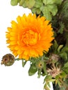 Flower: Calendula officinalis, pot marigold ruddles, Scotch marigold is a short-lived aromatic herb that can add color to salad