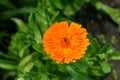 Flower Calendula Orange Gem blooming