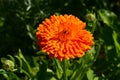 Flower Calendula Orange Gem blooming in the garden