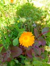 Flower calendula