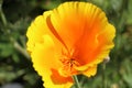 Flower of California poppy Royalty Free Stock Photo