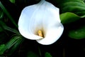 Flower Calla