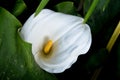 Flower Calla