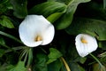 Flower Calla