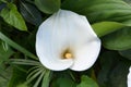 Flower Calla