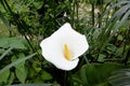 Flower Calla