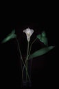 Flower callalily Royalty Free Stock Photo