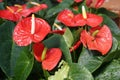 This is a flower called anthurium Royalty Free Stock Photo