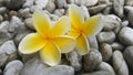 This flower called cambodja flower has an attractive color and has a fragrant aroma