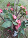 This flower is called frangipani flower, green leaves with red flowers