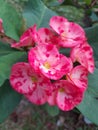 This flower is called frangipani flower, green leaves with red flowers