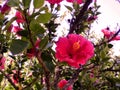 Flower called Hibiscus Royalty Free Stock Photo