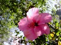 Flower called Hibiscus Royalty Free Stock Photo